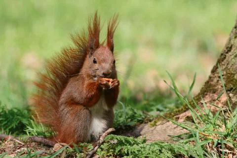 Red squirrel eating a nut Stock Photos
