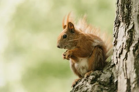 The red squirrel is eating a nut in the Royal Baths Park, Lazienki Park Stock Photos