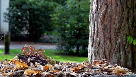 Red Squirrel Eating Nut Sitting on a Tree Trunk Video stock 117850804