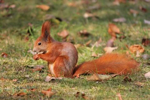 Red squirrel eating a nut sitting on the grass among fallen leaves. Stock Photos