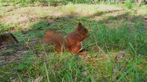 Red squirrel eating nut in slow motion forest scene Stock Footage 316421579