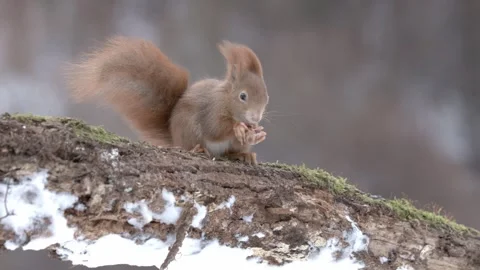 Red squirrel eating a nut on a snowy branch in Slovakia Stock Footage 322104582