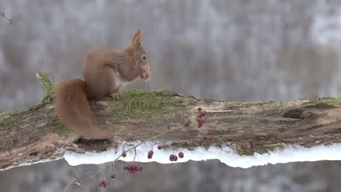 Red squirrel eating a nut on a snowy branch in Slovakia Stock Footage 322104664