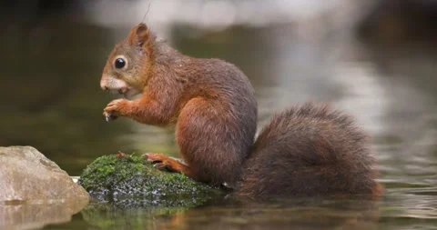 Red Squirrel Eating a Nut by a Stream Stock Footage 296856550
