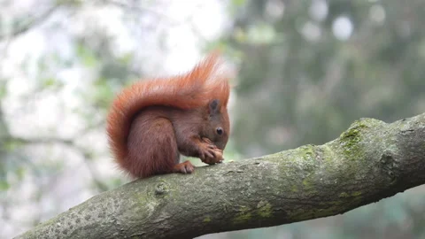 Red squirrel eating a nut on a tree branch Stock Footage 149430707