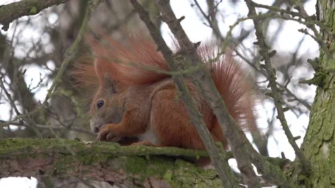 Red squirrel eating a nut on the tree close-up Stock Footage 232432568