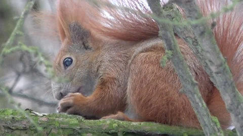 Red squirrel eating a nut on the tree close-up Stock Footage 232432574