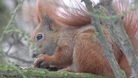 Red squirrel eating a nut on the tree close-up Stock Footage 232432598