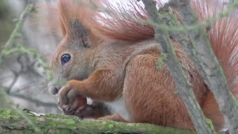 Red squirrel eating a nut on the tree close-up Stock Footage 232432603