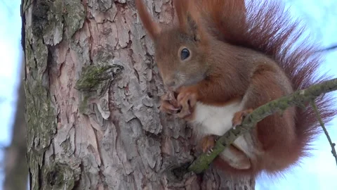 Red squirrel eating a nut on the tree close-up Stock Footage 232432691