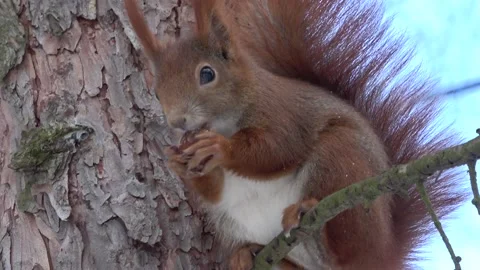 Red squirrel eating a nut on the tree close-up Stock Footage 232432692