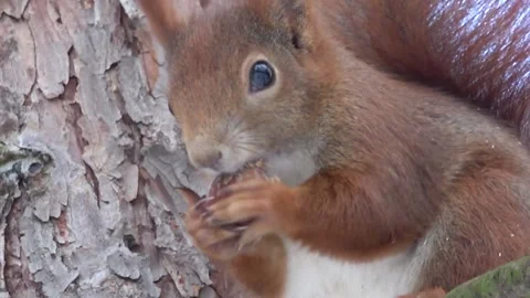 Red squirrel eating a nut on the tree close-up Stock Footage 232432729