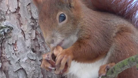 Red squirrel eating a nut on the tree close-up Stock Footage 232432793