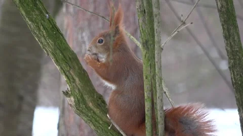 Red squirrel eating a nut on the tree close-up Stock Footage 232432842