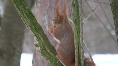 Red squirrel eating a nut on the tree close-up Stock Footage 232432849