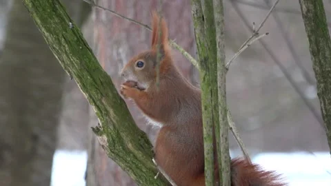 Red squirrel eating a nut on the tree close-up Stock Footage 232432892