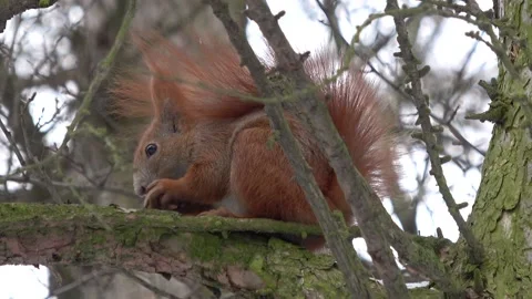 Red squirrel eating a nut on the tree close-up Stock Footage 232432967