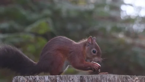 Red squirrel eating a nut, UK 動画素材 228706602