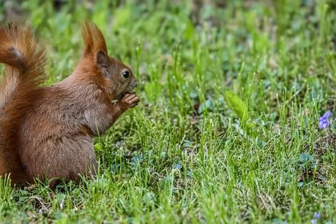 Red squirrel eating a nut while sitting in lush green grass with a small pu.. Stock Photos