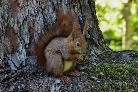 Red squirrel eating a nut while sitting on a mossy tree trunk in a forest Stock Photos
