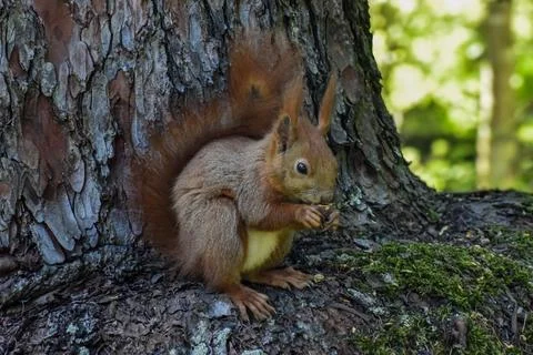 Red squirrel eating a nut while sitting on a mossy tree trunk in the forest Stock Photos