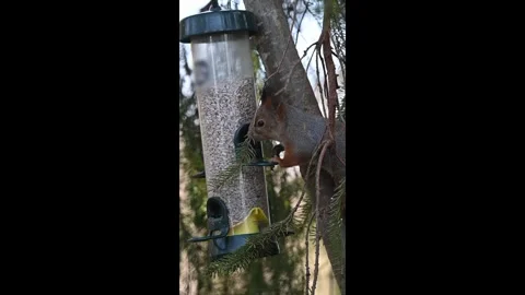 Red squirrel eating nuts from a bird feeder, in slow motion Stock Footage 331253835