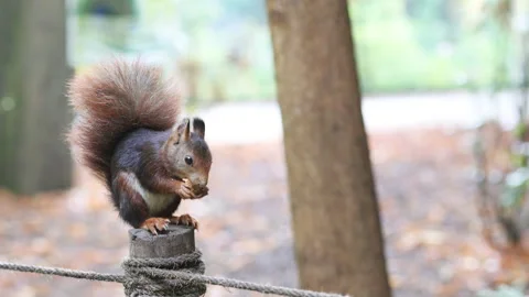 Red squirrel eating nuts, Campo Grande - Valladolid, Spain Stock Footage 169792919