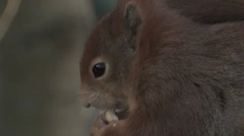 Red squirrel eating nuts Stock Footage 66686981