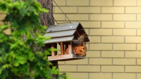 Red Squirrel Eating Nuts Inside A Wooden Bird Feeder House Stock Footage 343280253