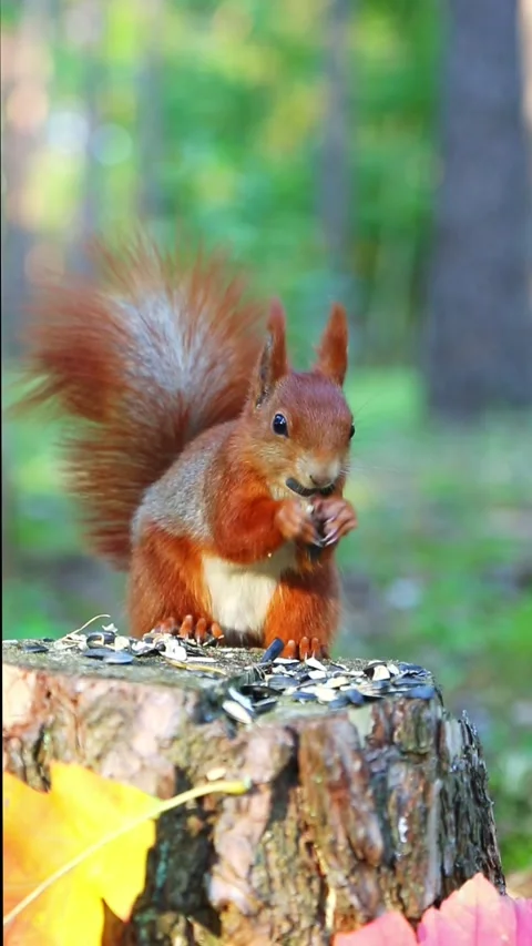 Red squirrel eating nuts on tree stump in forest park Stock Footage 320283608