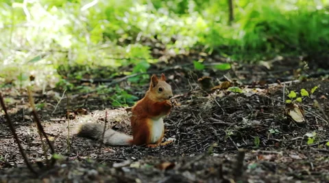 Red squirrel eating nuts in the woods Stock Footage 40431410