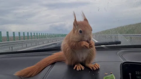 Red Squirrel Eating Peanuts Video stock 220727361
