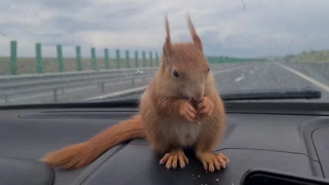 Red Squirrel Eating Peanuts Video stock 220727369