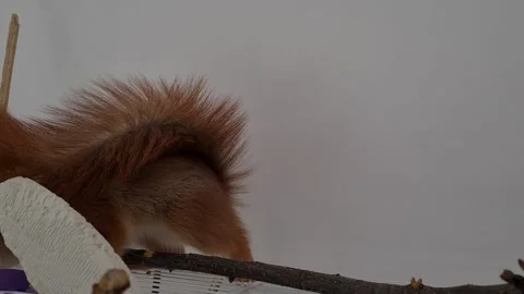 Red Squirrel Eating Peanuts Stock Footage 220727428