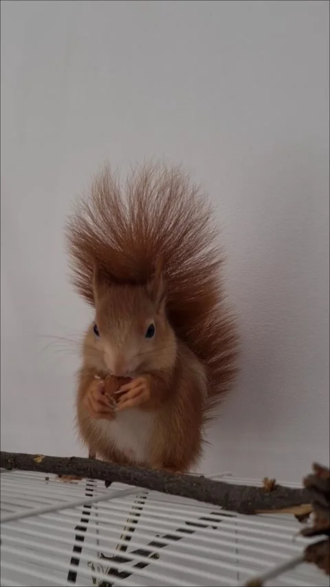 Red Squirrel Eating Peanuts Vídeo Stock 220727430