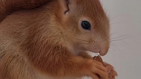 Red Squirrel Eating Peanuts Video stock 220727443