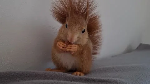 Red Squirrel Eating Peanuts Video stock 220727444