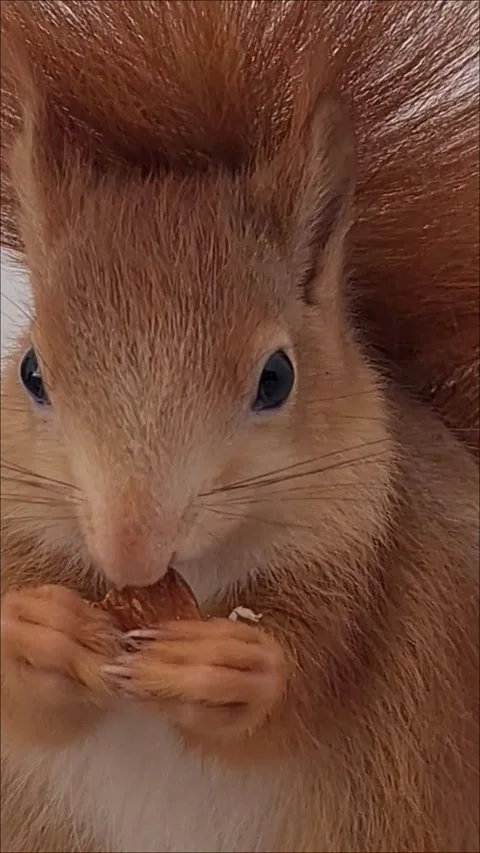 Red Squirrel Eating Peanuts Stock Footage 220727445