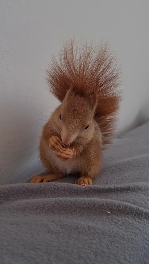 Red Squirrel Eating Peanuts Stock-Footage 220727450