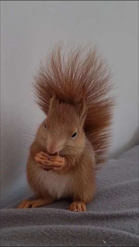 Red Squirrel Eating Peanuts Stock Footage 220727451