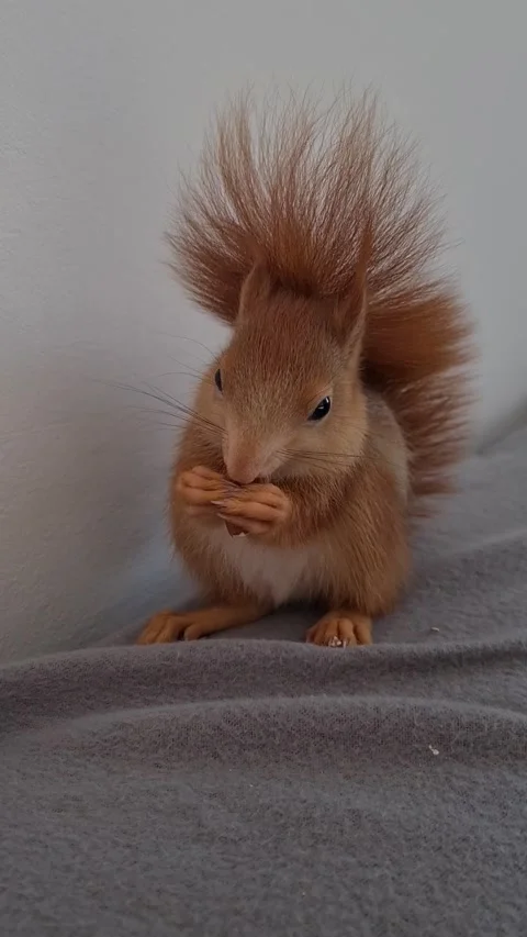 Red Squirrel Eating Peanuts Stock Footage 220727455