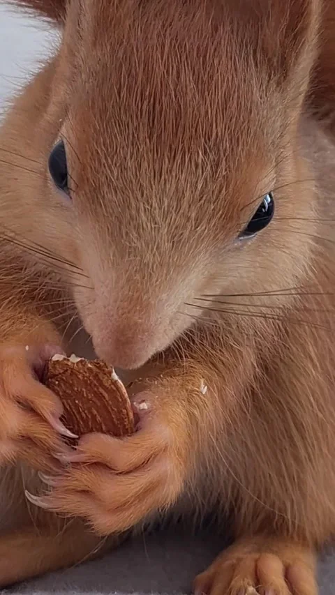 Red Squirrel Eating Peanuts Stock Footage 220727456