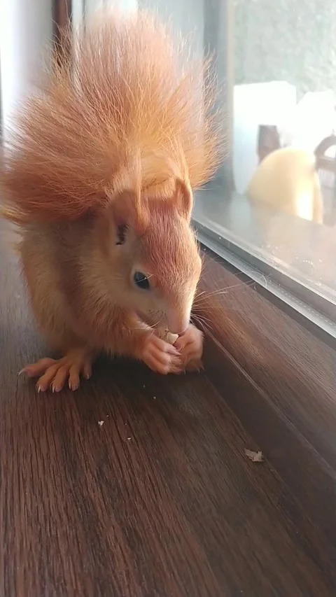 Red Squirrel Eating Peanuts Stock Footage 231044930