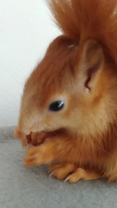Red Squirrel Eating Peanuts Stock Footage 231044940