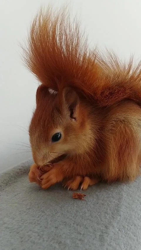 Red Squirrel Eating Peanuts Stock Footage 231044948