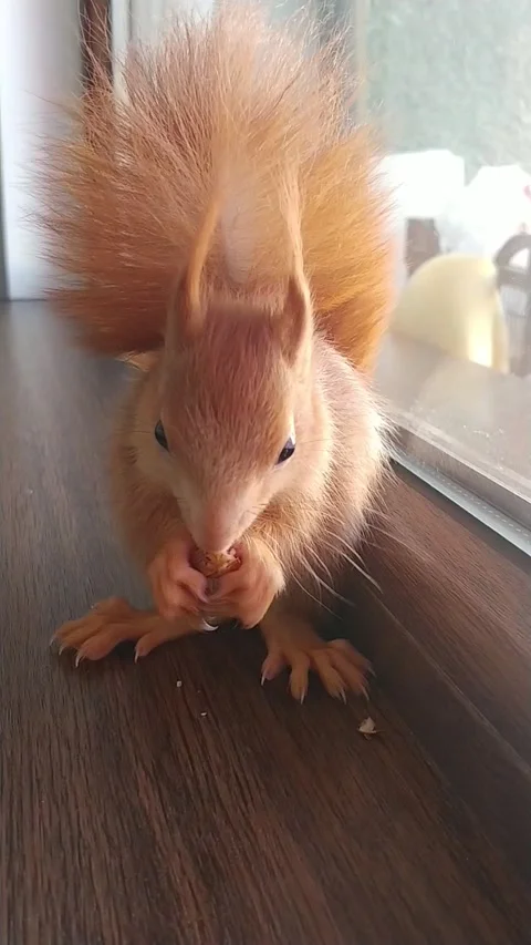 Red Squirrel Eating Peanuts Stock Footage 231044956