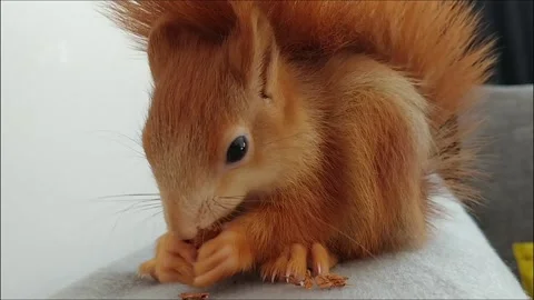 Red Squirrel Eating Peanuts Stock Footage 231044979