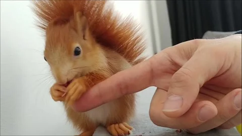 Red Squirrel Eating Peanuts Stock Footage 231044982