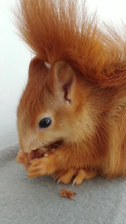 Red Squirrel Eating Peanuts Stock-Footage 231044988