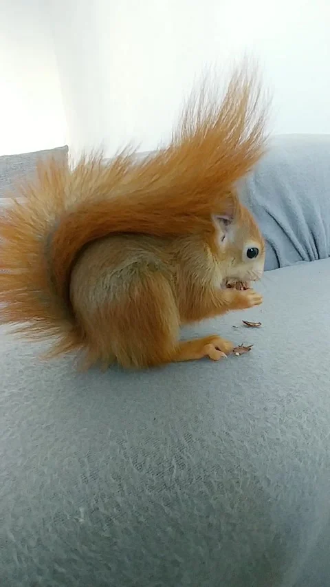 Red Squirrel Eating Peanuts Stock Footage 231045084